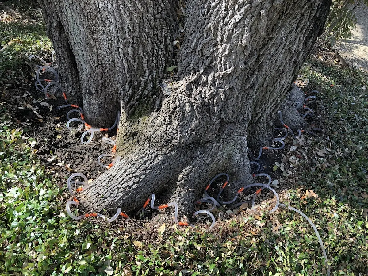 Detailed Tree Cabling and Bracing job site in Kismet