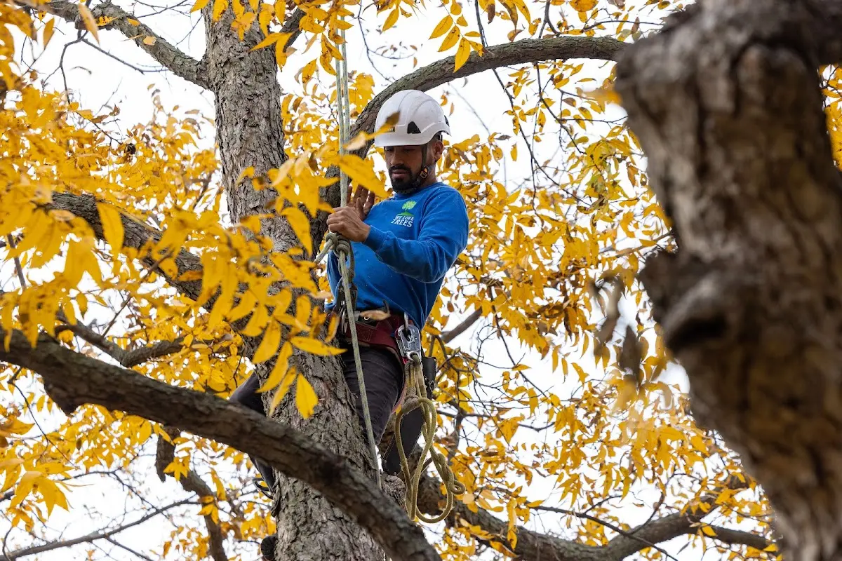 Skilled Tree Pruning crew working in Kismet