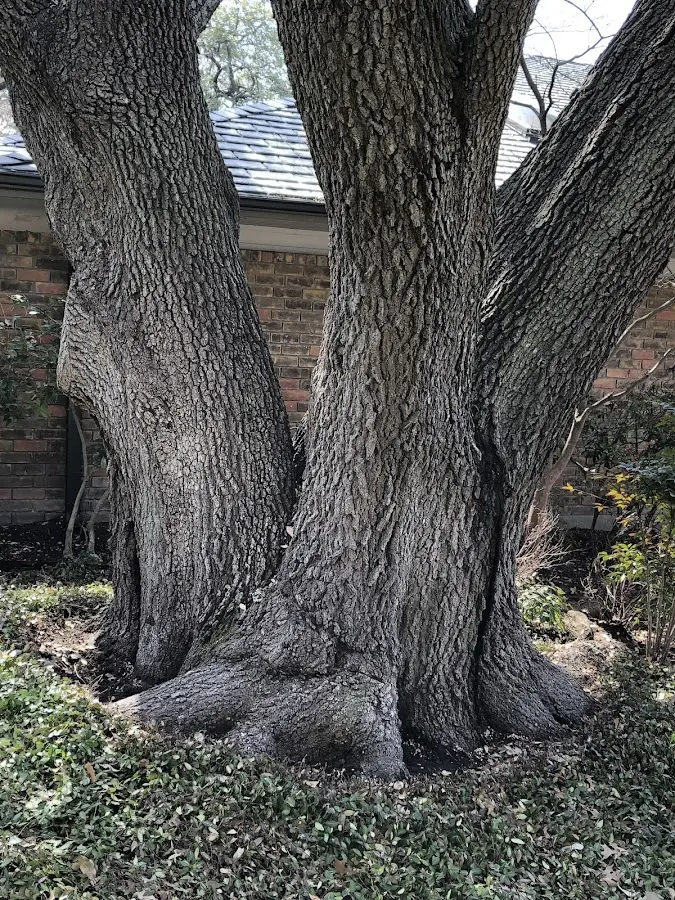 Mature heritage tree close to a Kismet property cared for by certified arborists